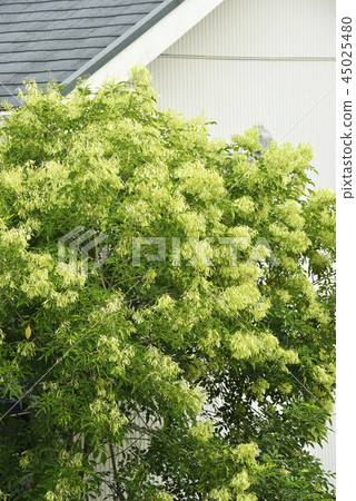 Shima ash tree 45025480