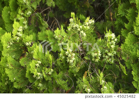 這漿果是漿果 45025482