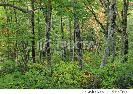 已經開始染色的山毛櫸森林 - 福島縣淺草狩獵Beechingira Shimi-machi 45025651