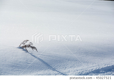 Dead grass on a snowy field 45027321