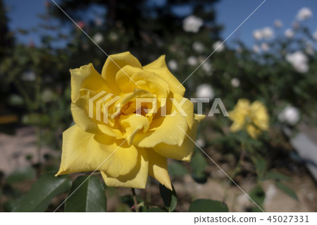 秋天玫瑰和夏天陽光 45027331