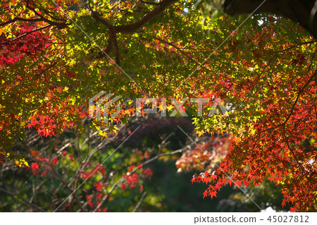 Autumn leaves, maple nature scenery 45027812