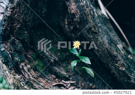 小黃花 枯木 45027921