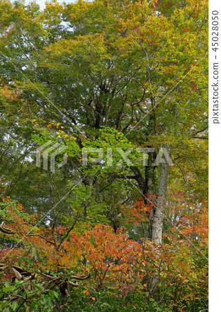 五顏六色的秋葉山毛櫸森林-Asakusatake Hiraishiyama Shimi鎮,福島縣 五顏六色的秋葉山毛櫸森林-Asakusatake Hiraishiyama Shimi鎮,福島縣 45028050