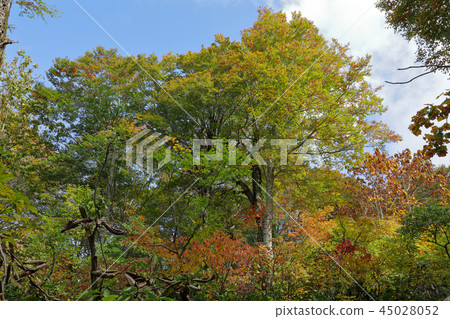 Autumn leaves of beech that shines in the blue sky-Asakusatake Hiraishiyama Shimi-machi, Fukushima Autumn leaves of beech that shines in the blue sky-Asakusatake Hiraishiyama Shimi-machi, Fukushima 45028052