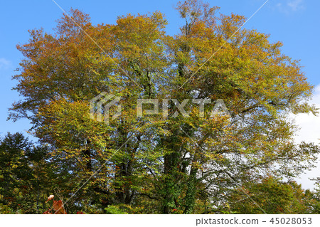 Autumn leaves of beech that shines in the blue sky-Asakusatake Hiraishiyama Shimi-machi, Fukushima Autumn leaves of beech that shines in the blue sky-Asakusatake Hiraishiyama Shimi-machi, Fukushima 45028053