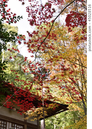 Buddhist priest 45028516