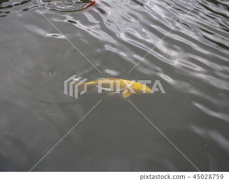 fish 45028759