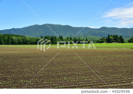拍攝在北海道綾部町剛剛發芽的紅豆田的景觀 拍攝在北海道綾部町剛剛發芽的紅豆田的景觀 45029546