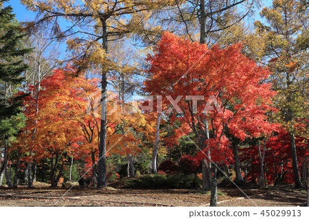 Yokotani Valley Autumn leaves 45029913