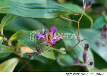 Hototogisu flower 45030662