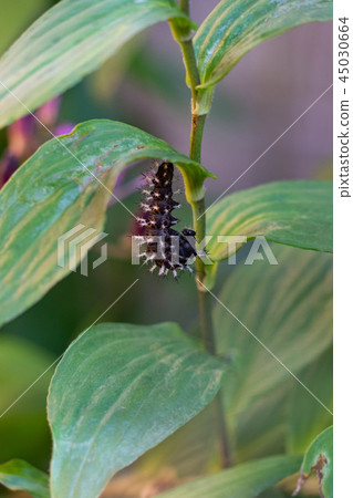 Ruretateha's forehead of Hottogitis 45030664