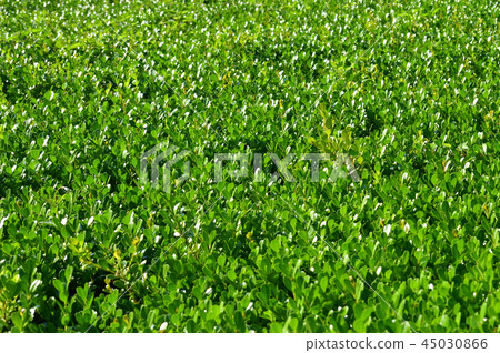 A backlit photo of many densely packed leaves of the rosewood, focusing on the center of the image 45030866