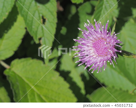 Thistle 45031732
