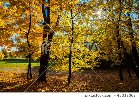 golden autumn on a sunny day golden autumn on a sunny day 45032062