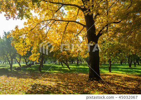 golden autumn on a sunny day 45032067