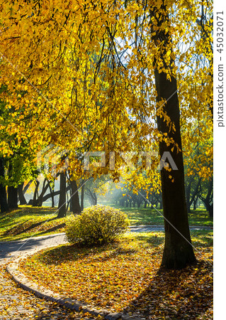 golden autumn on a sunny day 45032071