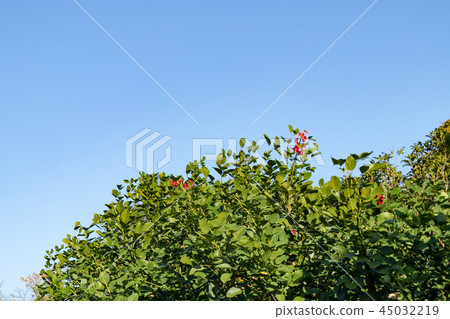 Maruba Deigo Flower 45032219