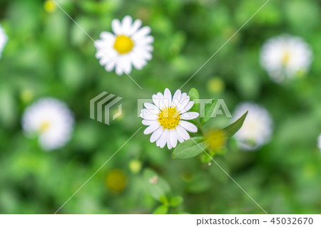 top view white daisy flower in green garden 45032670