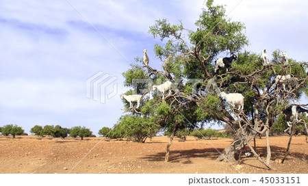 Goats on the argan tree, Morocco 45033151