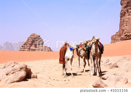 Camels in Wadi Rum desert, Jordan Camels in Wadi Rum desert, Jordan 45033156