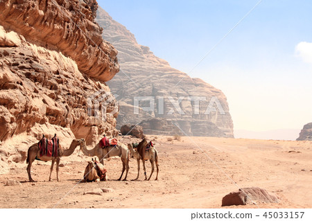 Camels in Wadi Rum desert, Jordan 45033157