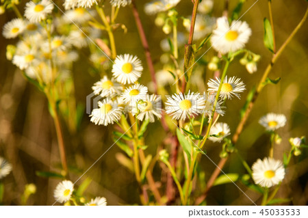 Beautiful Camomile Flowers in the wild Nature 45033533