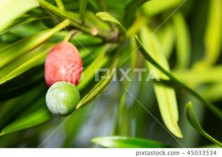 Inumaki Fruit 45033534