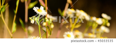 Beautiful Camomile Flowers in the wild Nature 45033535