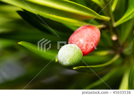 Inumaki Fruit 45033536