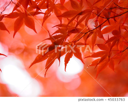 Autumn leaves of Hokkaido Beautiful maple 45033763