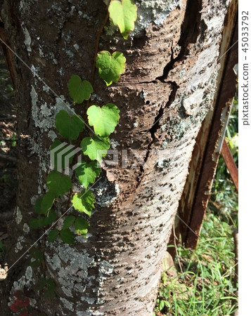 Trees Trees 45033792
