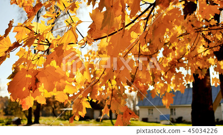 Village houses under the leaves of autumn trees. Straw at the ba 45034226