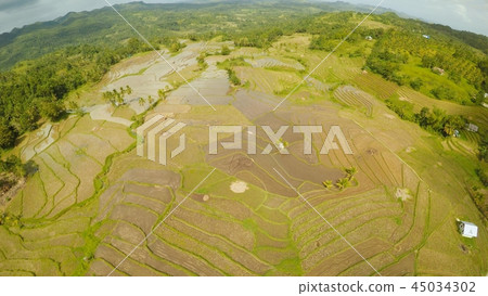 Rice fields of the Philippines. The island of Bohol. Pablacion. Anda. 45034302