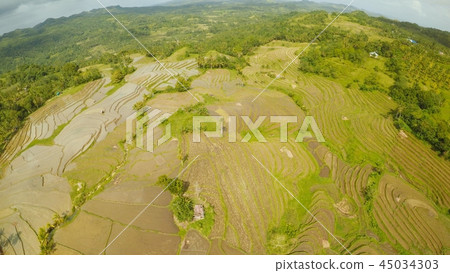 Rice fields of the Philippines. The island of Bohol. Pablacion. Anda. Rice fields of the Philippines. The island of Bohol. Pablacion. Anda. 45034303