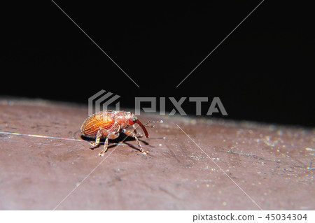 Yellow-backed monkey Yellow-backed monkey 45034304