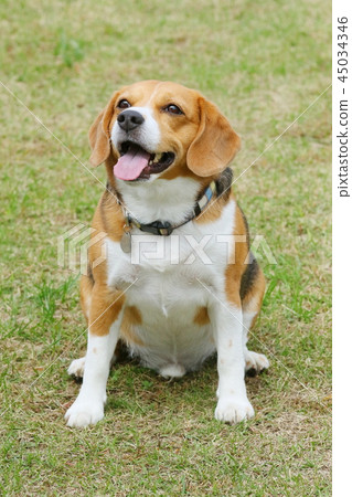 Beagle dog Beagle dog 45034346