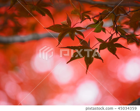 Autumn leaves of Hokkaido Beautiful maple and ball blur Autumn leaves of Hokkaido Beautiful maple and ball blur 45034359