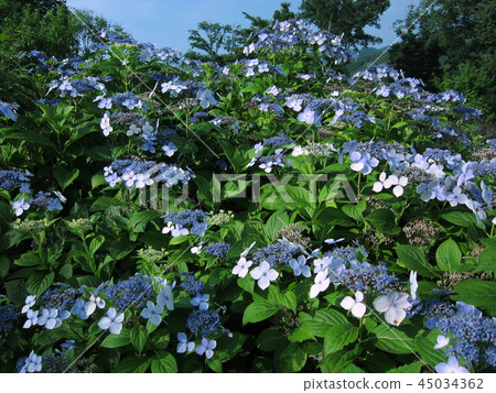 hydrangea   45034362