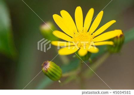 Tsubuwaki flower Tsubuwaki flower 45034581