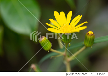 Tsubuwaki花 Tsubuwaki花 45034584