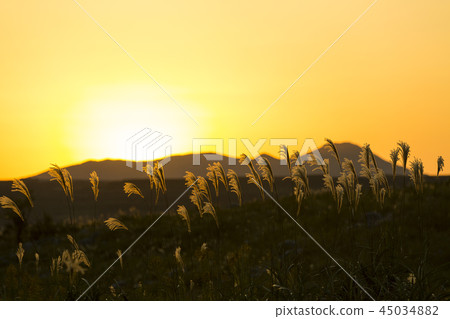 Susuki Hiraodai no Susuki Susuki Hiraodai no Susuki 45034882