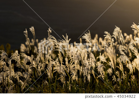 Susuki Hiraodai no Susuki Susuki Hiraodai no Susuki 45034922