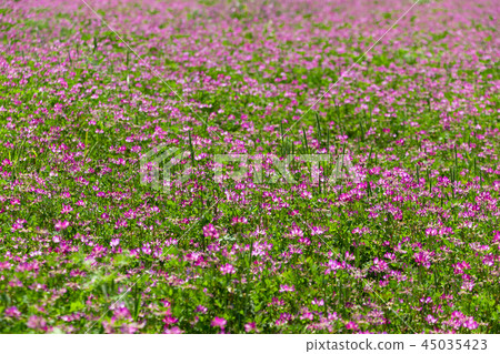 Lotus flower field lotus flower spring image 45035423