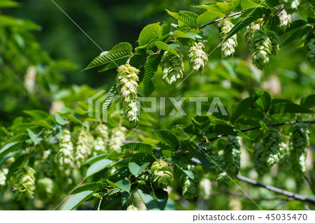 熊四手Kumashide花語“裝飾” 熊四手Kumashide花語“裝飾” 45035470