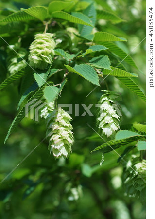Bear four hand Kumashide flower language "decoration" Bear four hand Kumashide flower language "decoration" 45035474