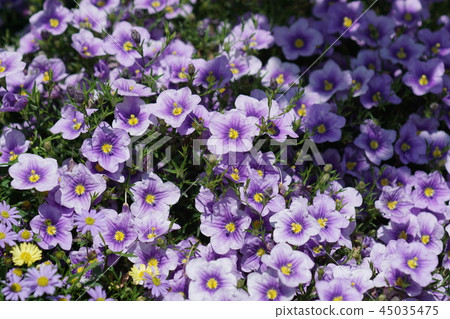 Nieren Bergia Blue Mountain Nieren Bergia Blue Mountain 45035475