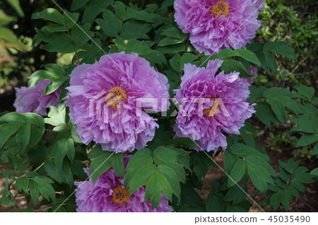 The peony variety is Shikko Nishiki, and the flower language is "noble." The peony variety is Shikko Nishiki, and the flower language is "noble." 45035490