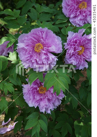 The peony variety is Shikko Nishiki, and the flower language is "noble." 45035491