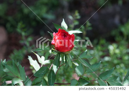 Peony flower language "is shameful" 45035492